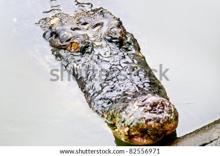 Close up crocodile in the river waiting to attack victim
