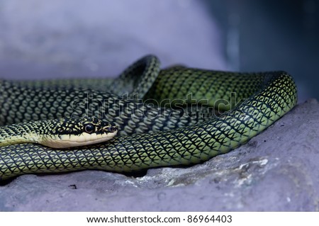 green snake in Thailand jungle