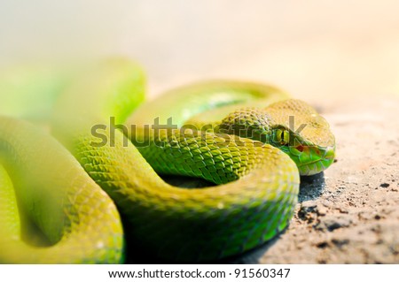 big green snakes