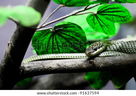 green snake in Thailand jungle