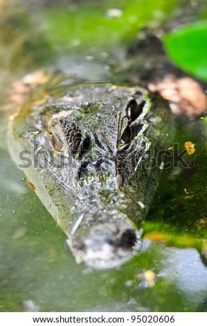Close up Crocodile in the river