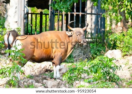 Wild Cattle in thailand zoo.