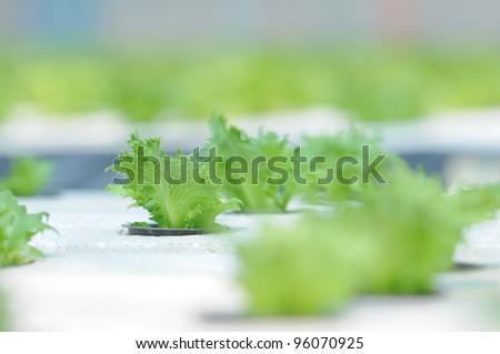 Hydroponics growing plants using mineral nutrient solutions, in water, without soil