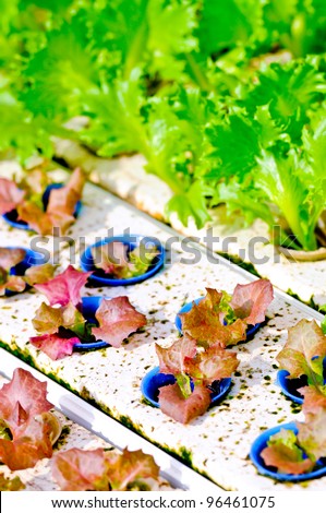 Hydroponics vegetable , nutrition of food in the future