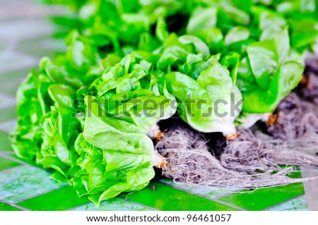 Hydroponics vegetable , nutrition of food in the future