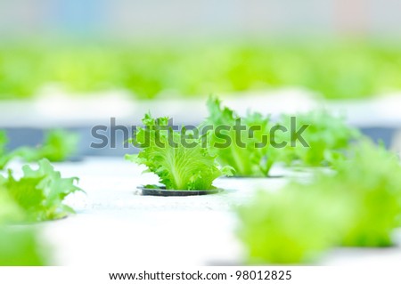 Hydroponics Vegetable ,the nutrition in the future.