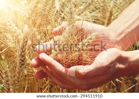 Male hand holding a golden wheat ear in the wheat field