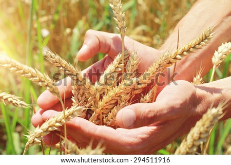 Male hand holding a golden wheat ear in the wheat field