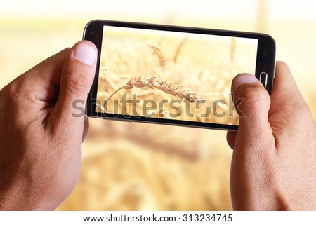 Male hand taking photo of Ripe wheat ears with cell, mobile phone.
