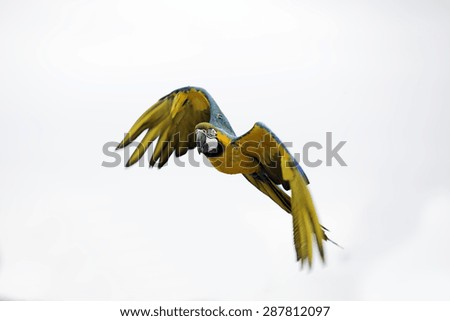 Beautiful Ara Macaw in flight isolated on white background