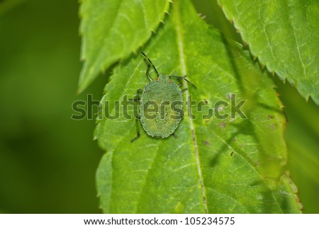 Green Shield Bug - Final-stage nymph of the Green Shield Bug, Palomena prasina, on a green leaf.