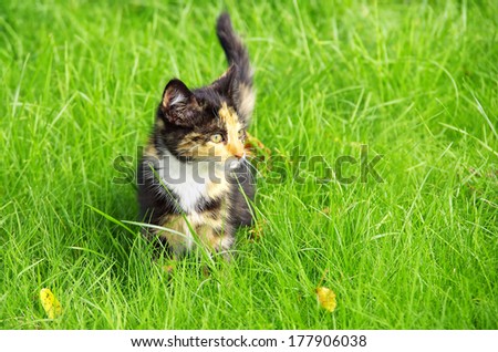 Little Kitten - Little kitten, pussy cat, domestic cat dreaming away in the fresh green grass.