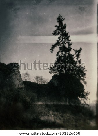 Lonely Tree - Conifer tree on the hillside in the twilight, black and white adaptation with glass photo and aging filter.