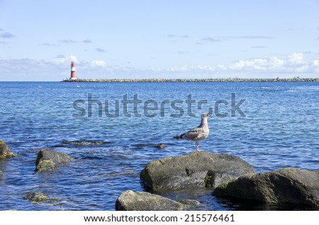Seagull - Sea gull on a rock, in the background the light beacon of the Eastern pier of Rostock-Warnemunde, East Germany.