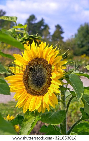 Sunflower - A single sun flower in a field of sunflowers.