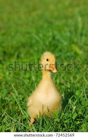cute yellow duck walking on the grass