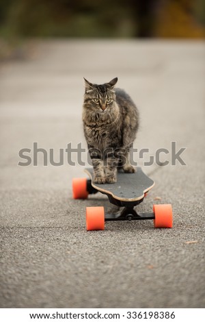 Cat on Electric Skateboard