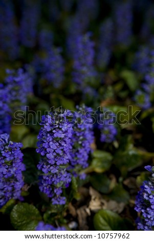 Ajuga ground cover displaying pretty purple flowers as a ground cover