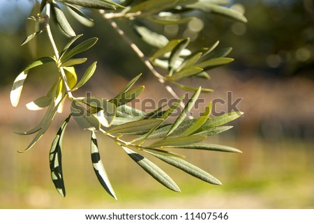 Shot of olive leaves on a an olive tree in a Napa Valley vineyard.