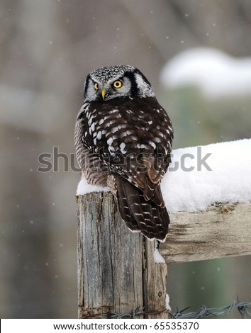 American Hawk Owl Perched on Fence Post in Winter Snow