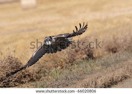  Tailed Hawk Flying on Krider S Red Tailed Hawk In Flight Over The Prairie Grasslands Stock