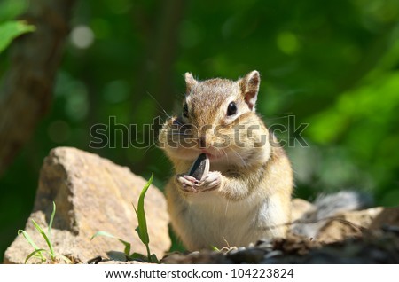 Chipmunk eating sunflower seed