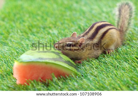 Chipmunk eating watermelon on a green grass