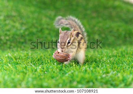 Chipmunk eating a walnut on a green grass