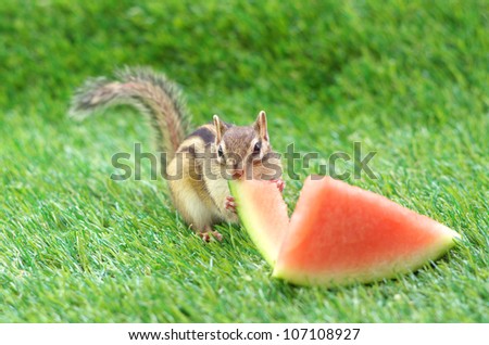 Chipmunk eating watermelon on a green grass