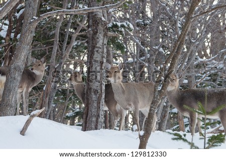 Hokkaido Sika Deers in Shiretoko, Hokkaido, Japan. Shiretoko is a World Heritage