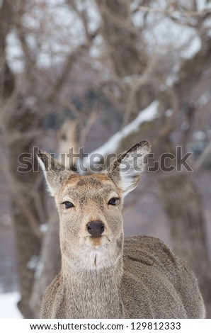Hokkaido Sika Deer in Shiretoko, Hokkaido, Japan. Shiretoko is a World Heritage
