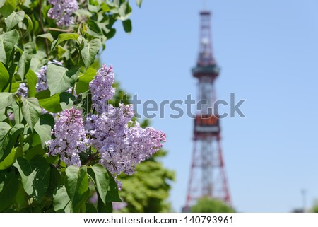 Lilac and Sapporo TV Tower at Sapporo Odori Park in Hokkaido, Japan. Lilac is official city tree of Sapporo.