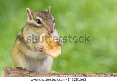 Chipmunk eating banana chip