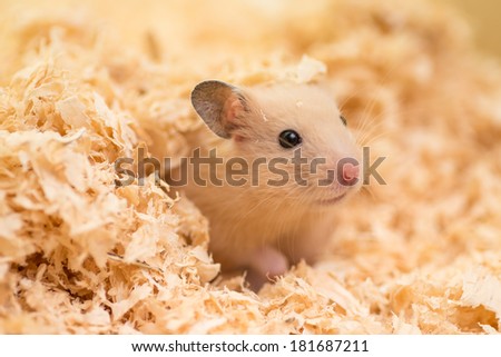 A cute golden hamster covered with wood chips
