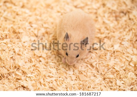 A cute golden hamster on wood chips