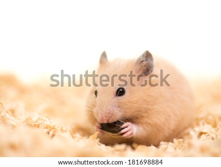Golden hamster eating sunflower seed on wood chips