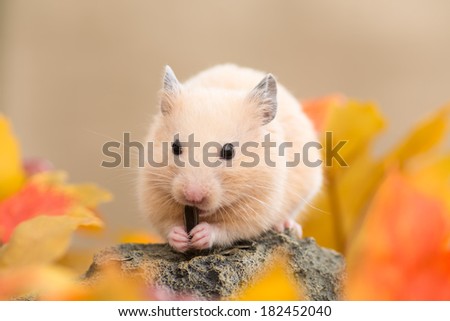Golden Hamster eating sunflower seed on a rock.