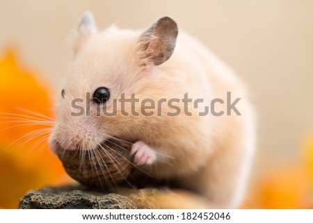 Golden Hamster eating walnut on a rock.