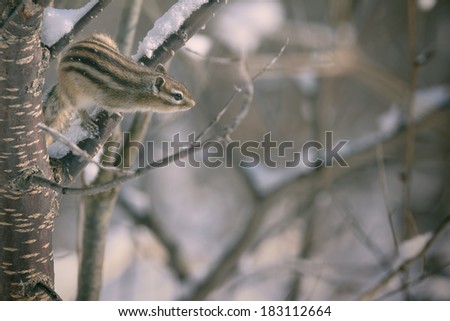 Siberian Chipmunk on withered tree