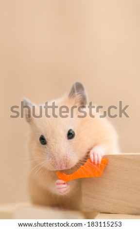 Golden Hamster eating carrot on building blocks