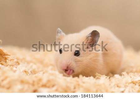 Cute Golden Hamster (Syrian Hamster) on wood chips