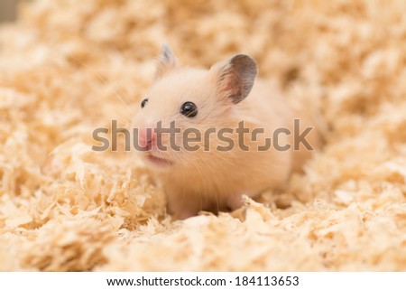 Cute Golden Hamster (Syrian Hamster) on wood chips