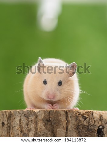 Golden Hamster (Syrian Hamster) on a tree stump.