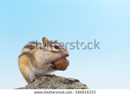 Cute chipmunk eating walnut on a rock.