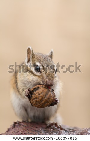 Chipmunk eating walnut