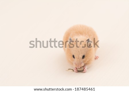 Golden Hamster eating sunflower seed on wooden board