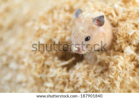 Golden Hamster buried in wood chips