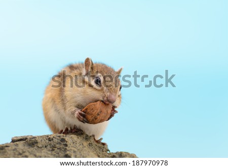 chipmunk eating walnut on a stone