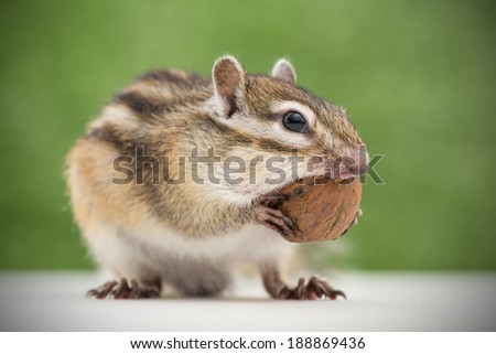Chipmunk eating walnut