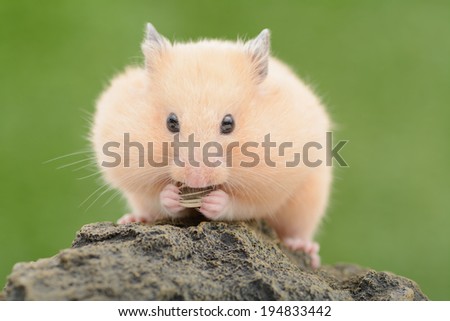 Golden Hamster eating sunflower seed